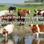 Animal Pick Up Lines