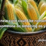Corn Pick Up Lines