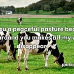 Cow Pick Up Lines