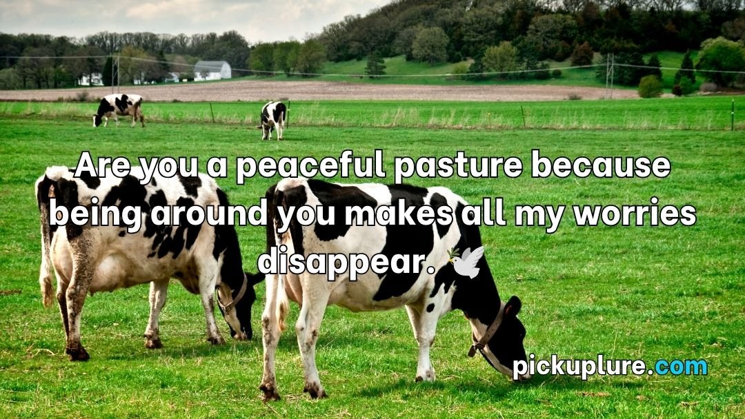 Cow Pick Up Lines