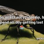 Insect Pick Up Lines