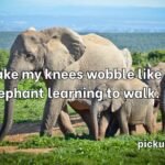 Elephant Pick Up Lines