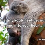 Koala Pick Up Lines