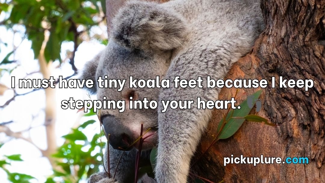 Koala Pick Up Lines