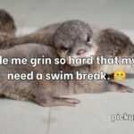 Otter Pick Up Lines
